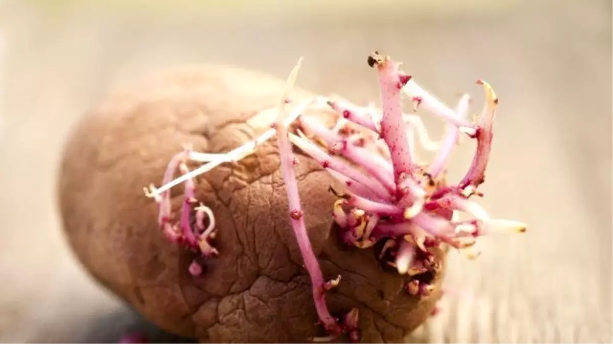 Uzmanlar Uyardı: Filizlenmiş Patates Yemeyin!