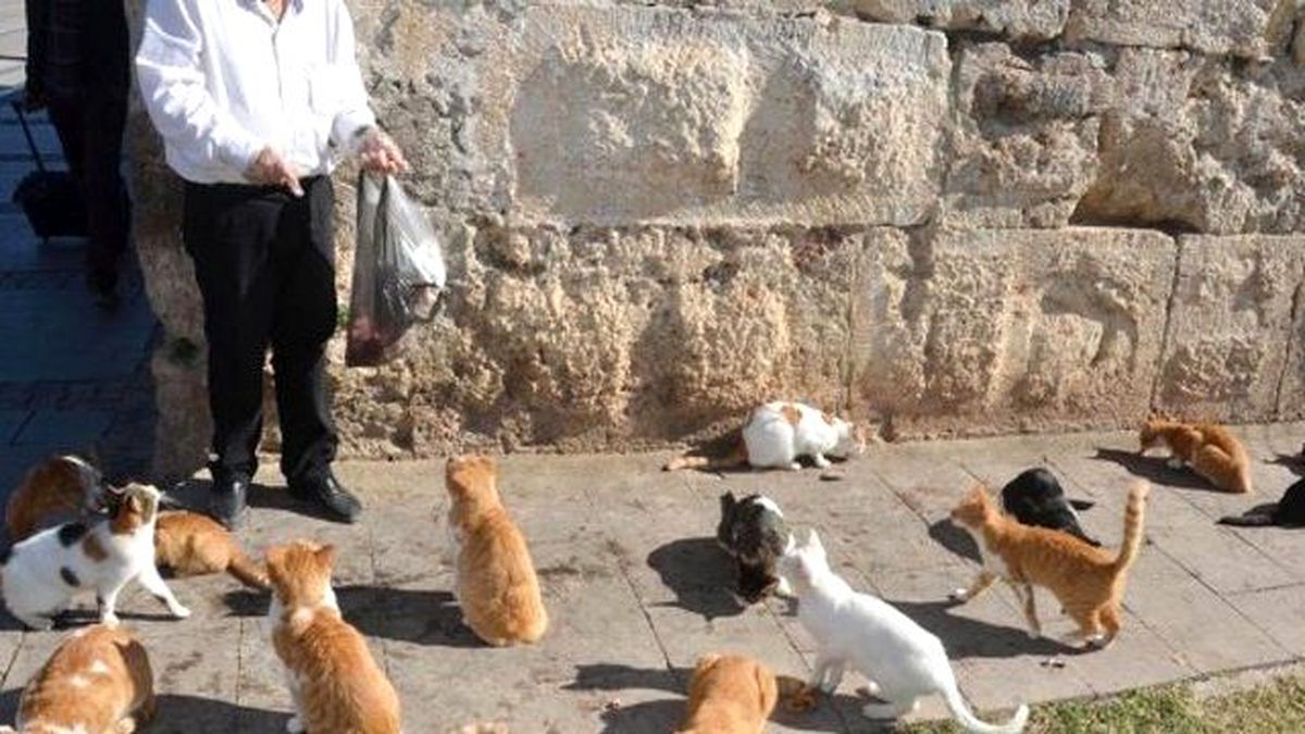 9 Kediyi Öldüren Adama 36 Ay Hapis Cezası