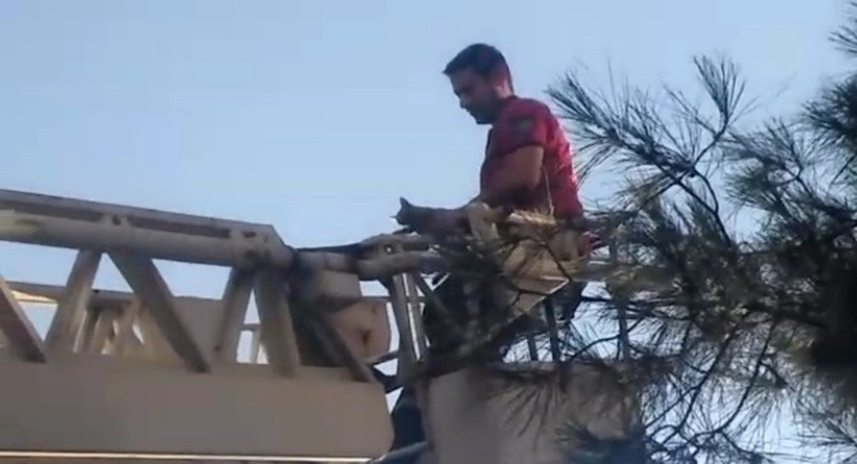 Ağaçta Mahsur Kalan Yavru Kedi Kurtarıldı