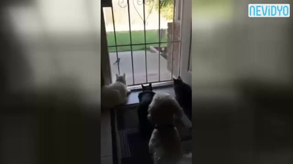 Avcıyken Av Oldular!