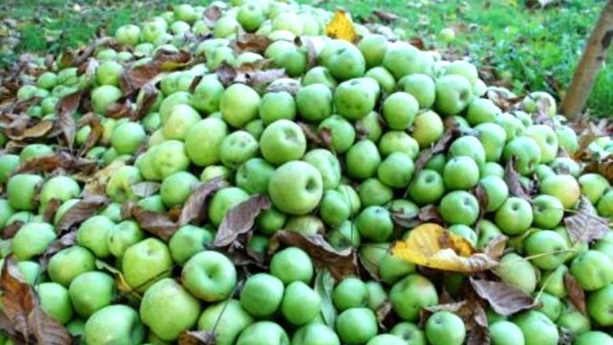 Karaman\'da Elma Hasadı Buruk Başladı