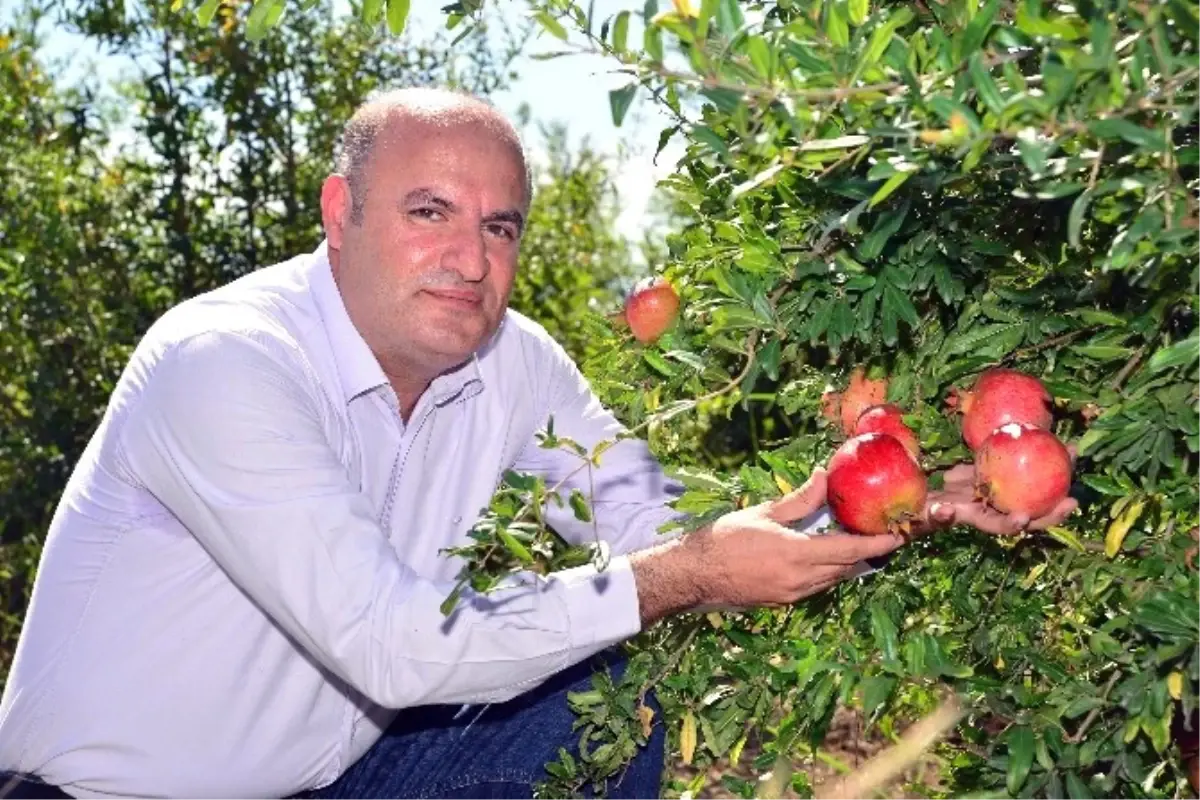 Nar Üretimi İkiye Katlandı