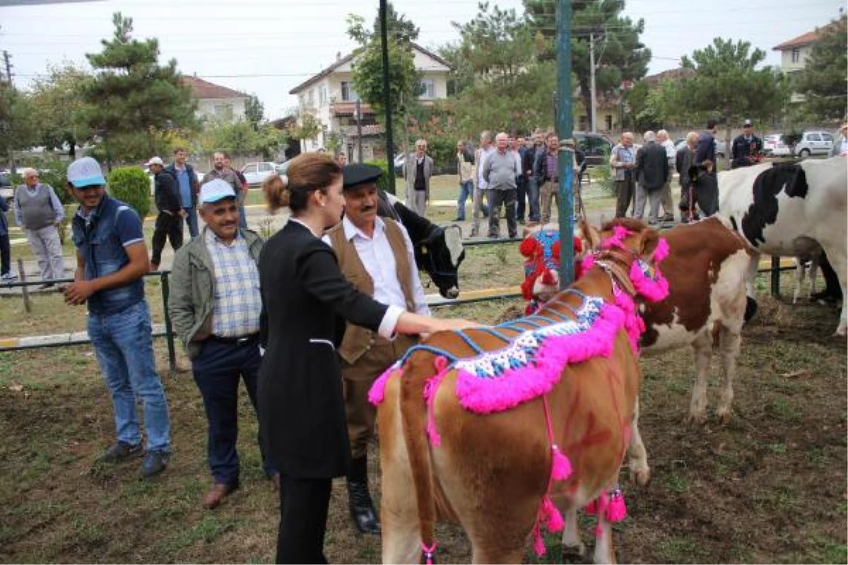 Tarım Festivalinde Yarışmaya İnekleri Süsleyip Getirdi