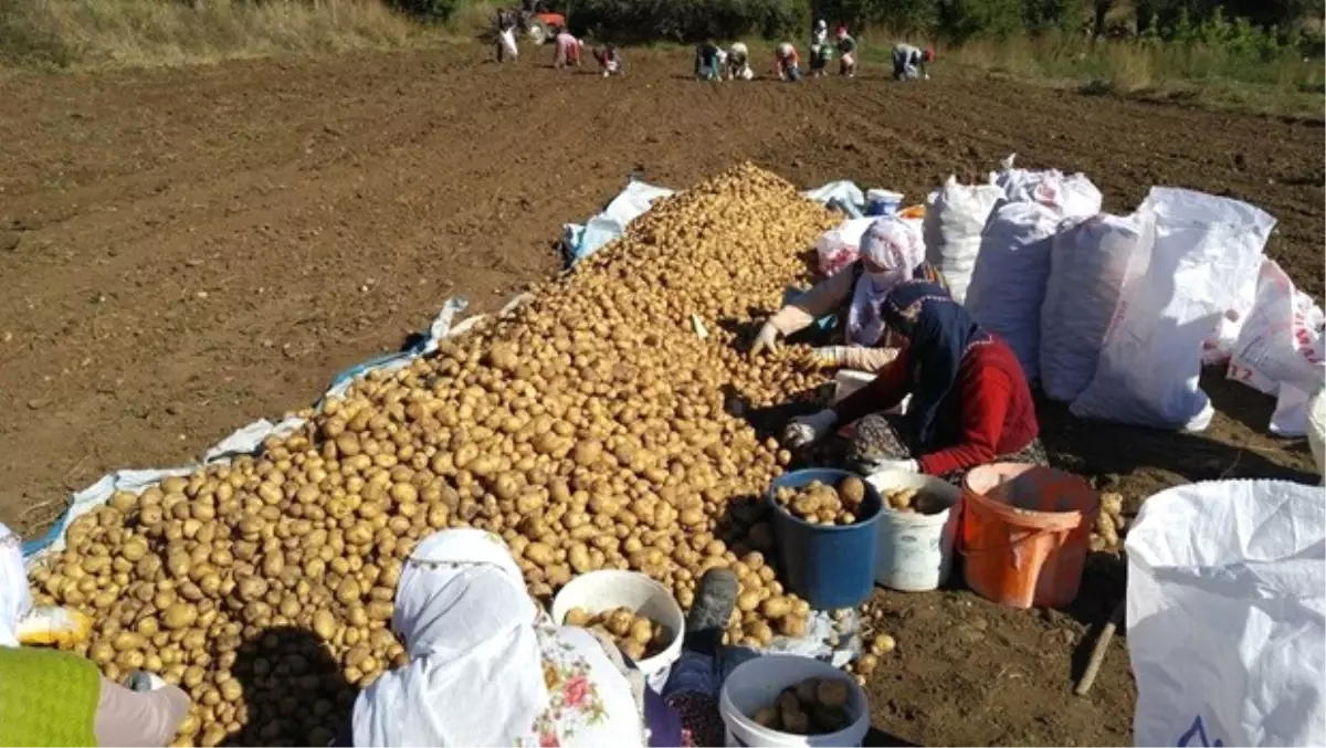 Türkiye\'nin Tescilli İlk Beyaz Patatesi 1 Ekim\'de Hasat Edilecek