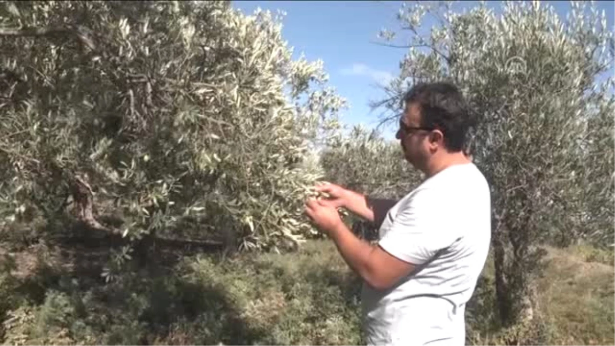 Zeytinyağında İhracatçı Yeni Sezondan Umutlu - Hatay