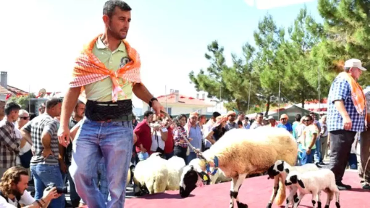 2. Ovacık Tarım ve Sakız Koyunu Şenliği Başladı