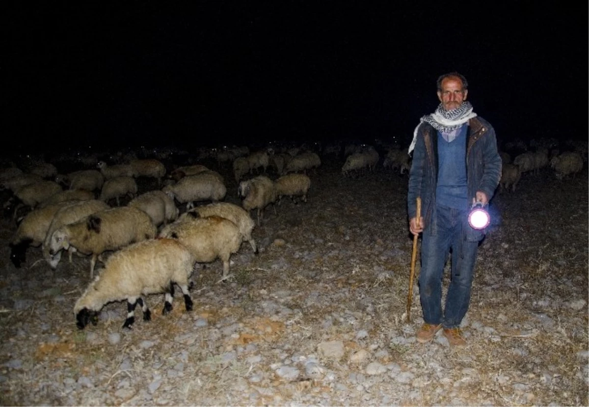 Çobanların Zorlu Gece Mesaisi