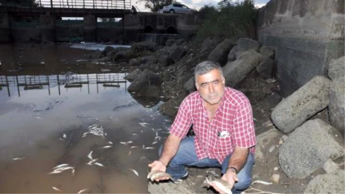 Gaziantep\'teki Çayda Toplu Balık Ölümleri Görüldü! Belediye Çayı Temizledi