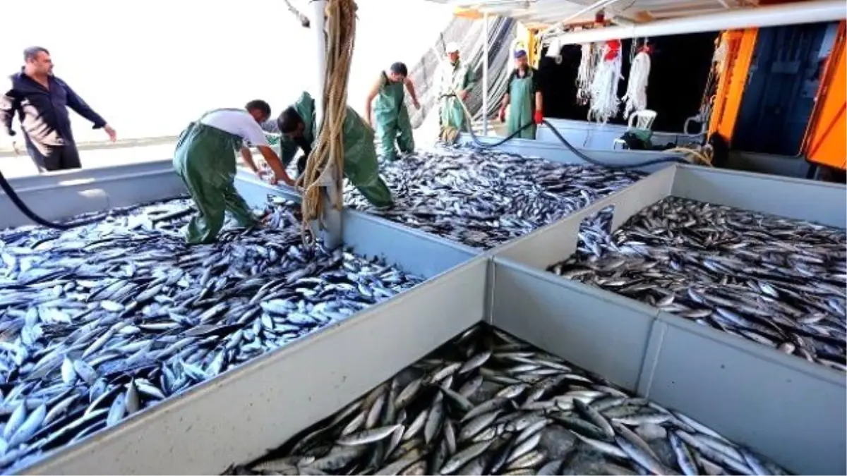 Tekirdağ\'da Balık Fiyatları