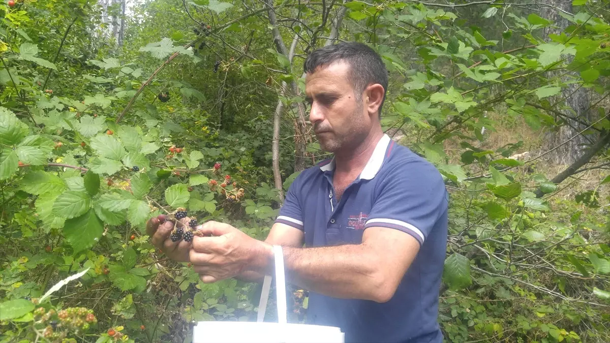 Ulus Dağı\'ndaki Yabani Böğürtlenler Toplanmaya Başlandı