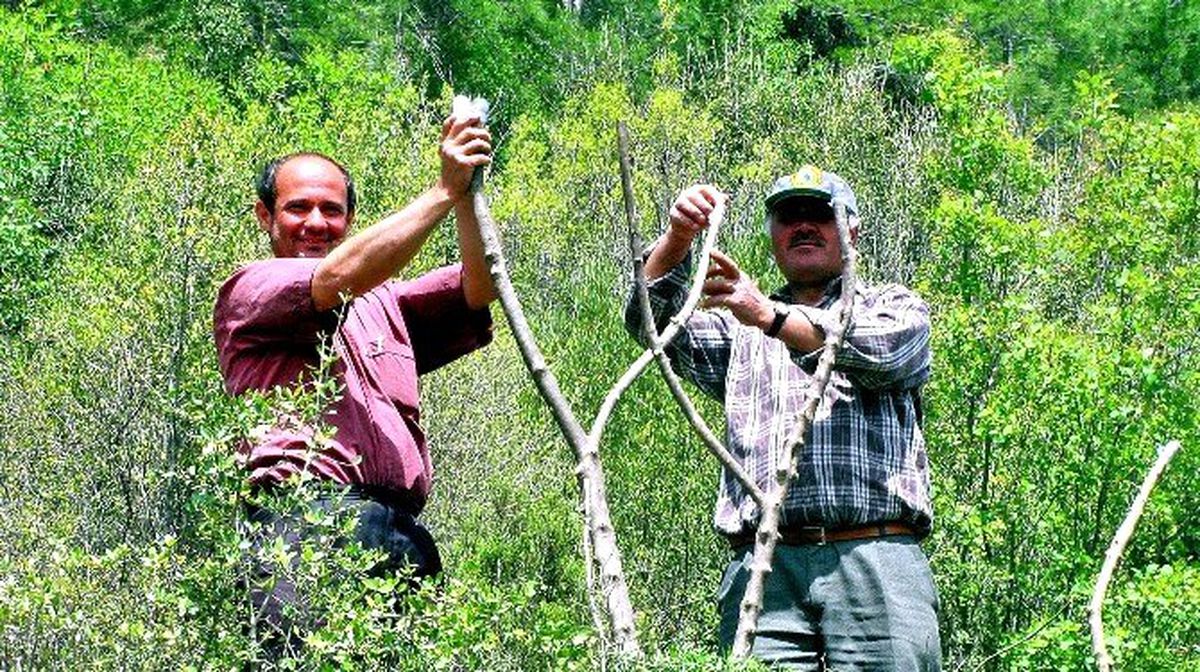 Zeytin Üreticisi Bakımda