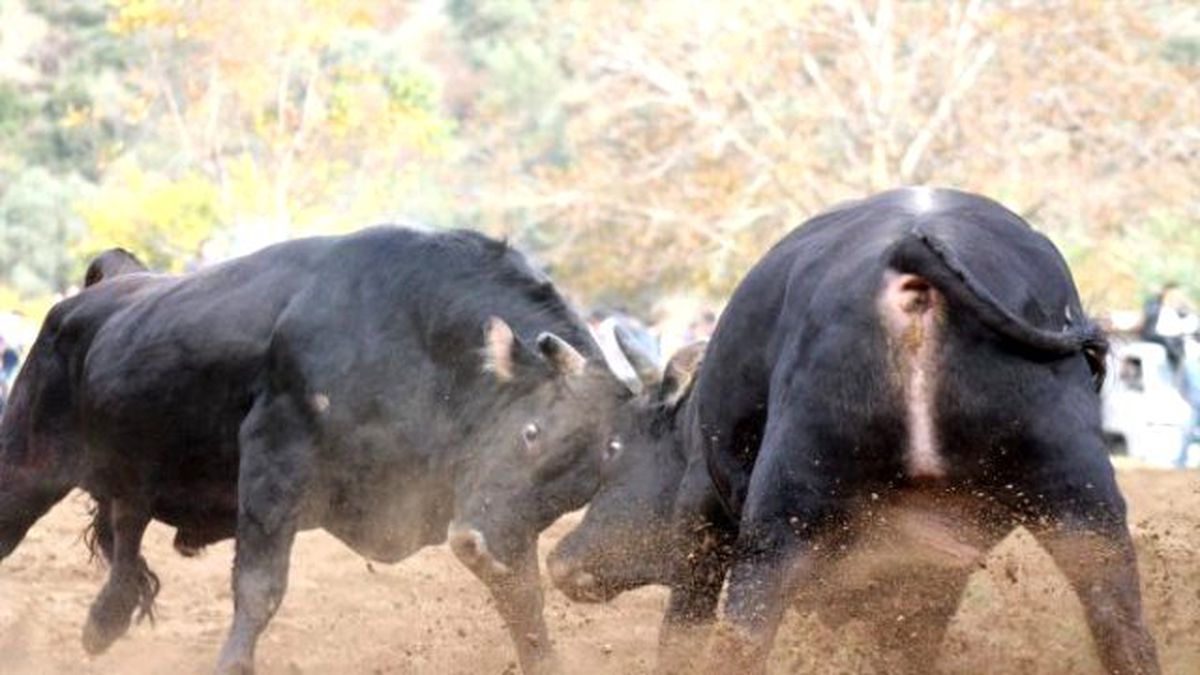 Boğalar, Eğitim Yararına Güreşti