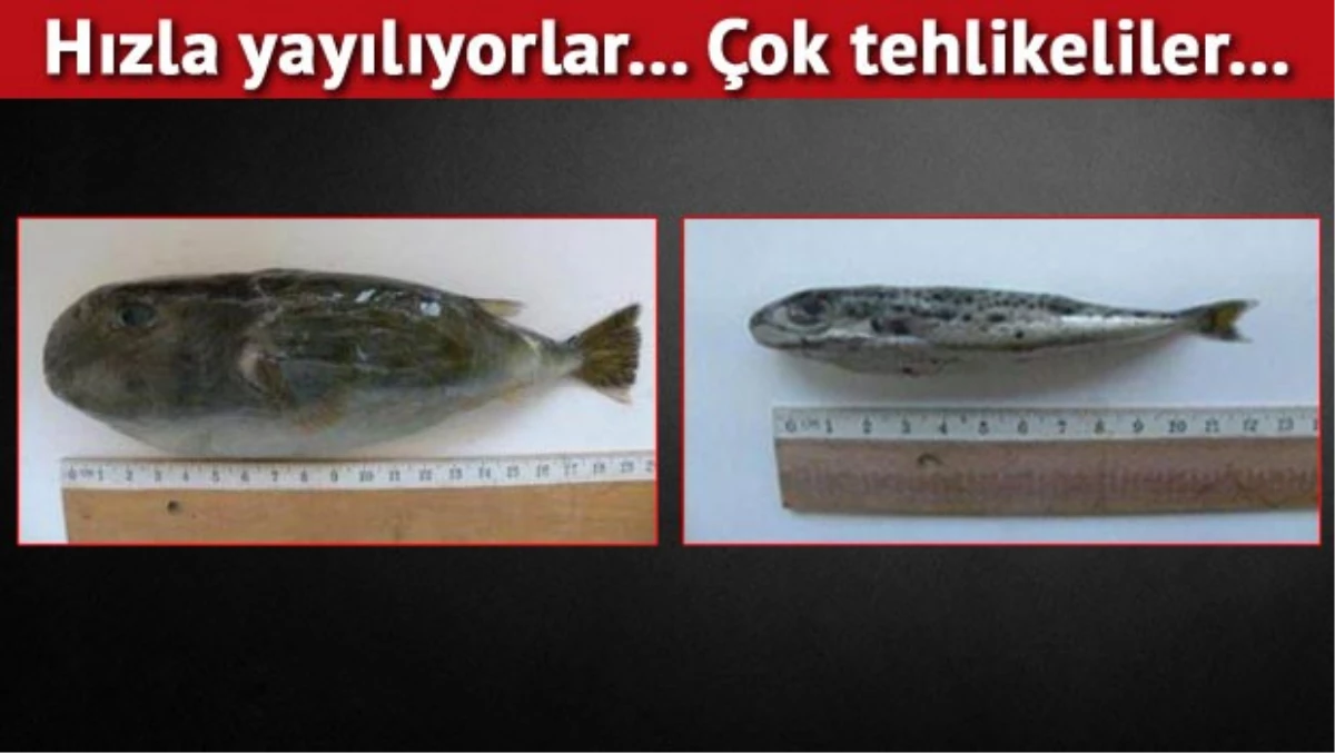 İzmir Körfezi\'nde Balon Balığı Tehlikesi...