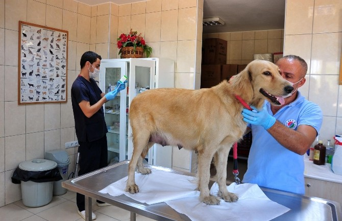 Kepez\'de Her Ay Yüzlerce Hayvan Tedavi ve Rehabilite Ediliyor