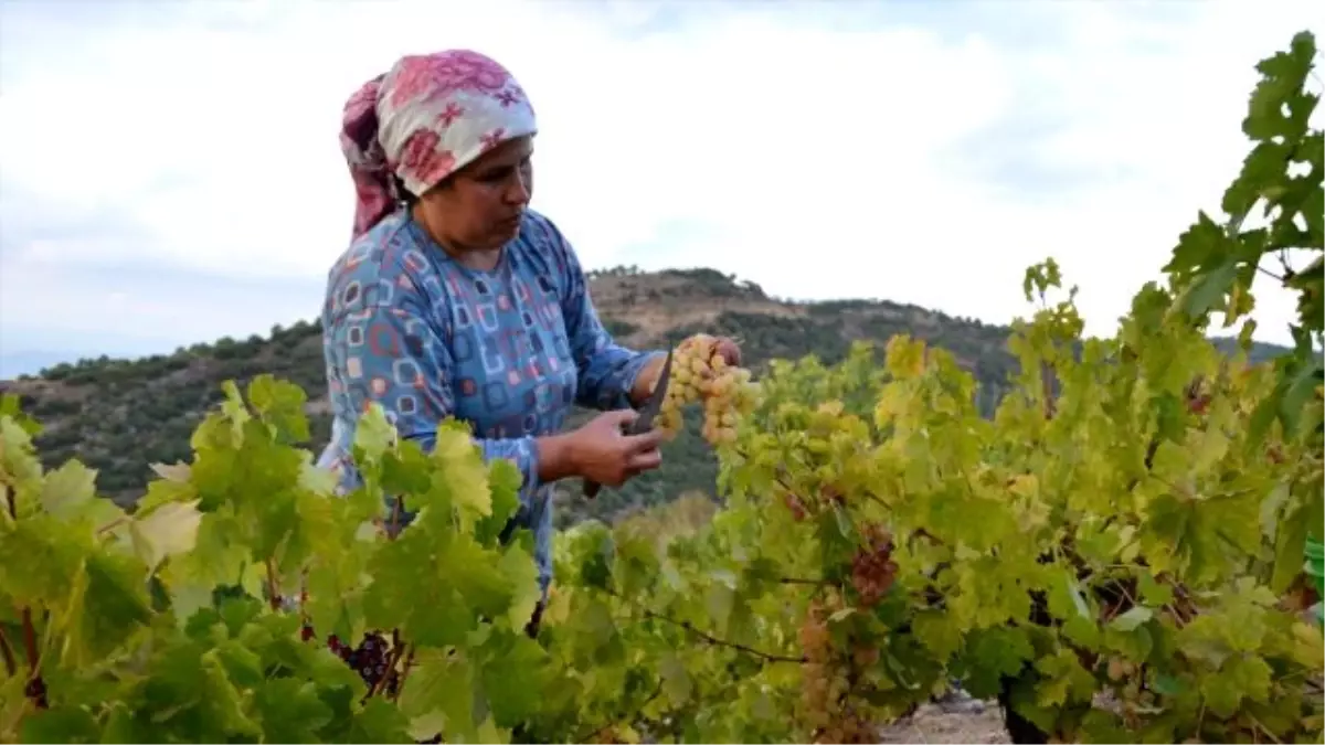 Razaki Üzümünün Dağlardan Sofralara "Tatlı" Yolculuğu