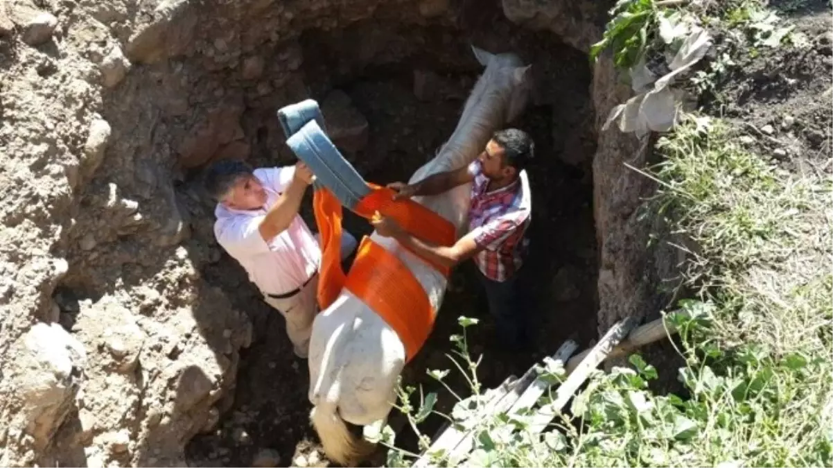 Ardahan\'da Çukura Düşen At, Traktöre Bağlanan Halat Yardımıyla Kurtarıldı