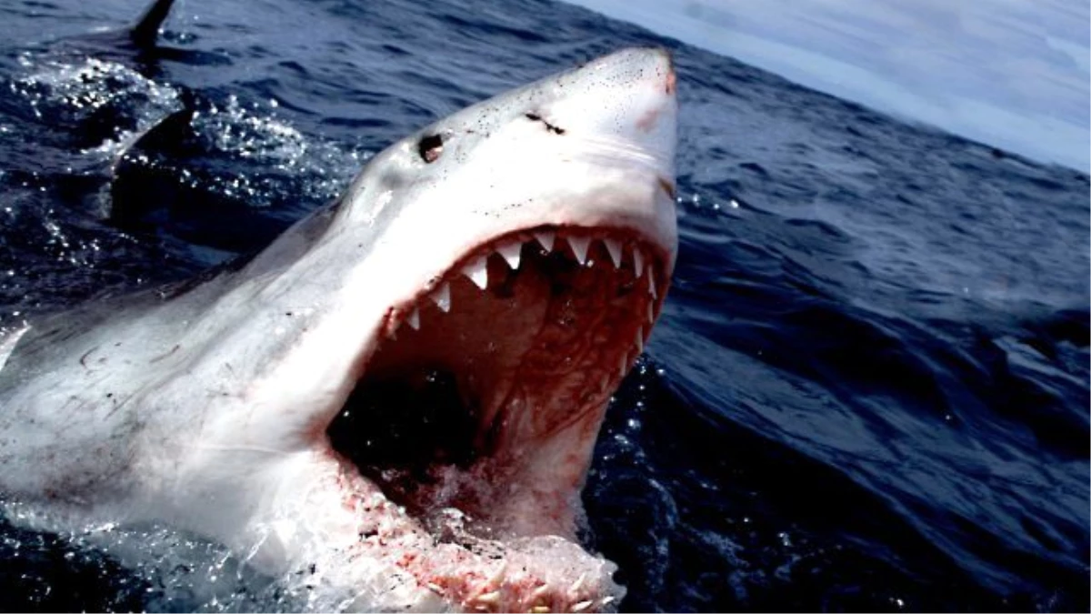 Avustralya\'da Köpek Balığı Saldırısı