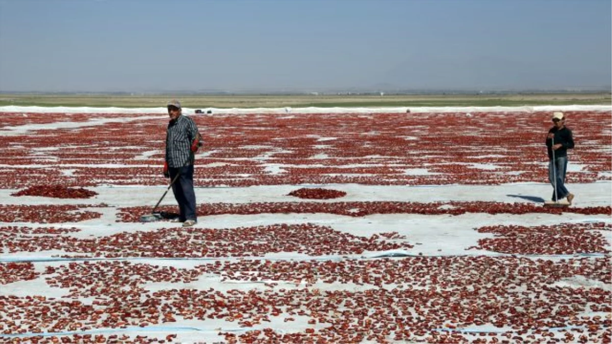 Kurutulan Türk Domatesleri Avrupa Mutfağında