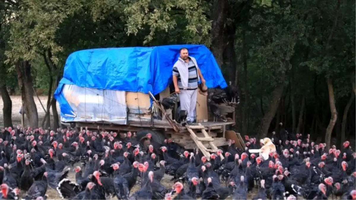 Para da Var, Huzur da! Tekirdağlı Adem Şehirden Bıktı; Hindi Çobanı Oldu