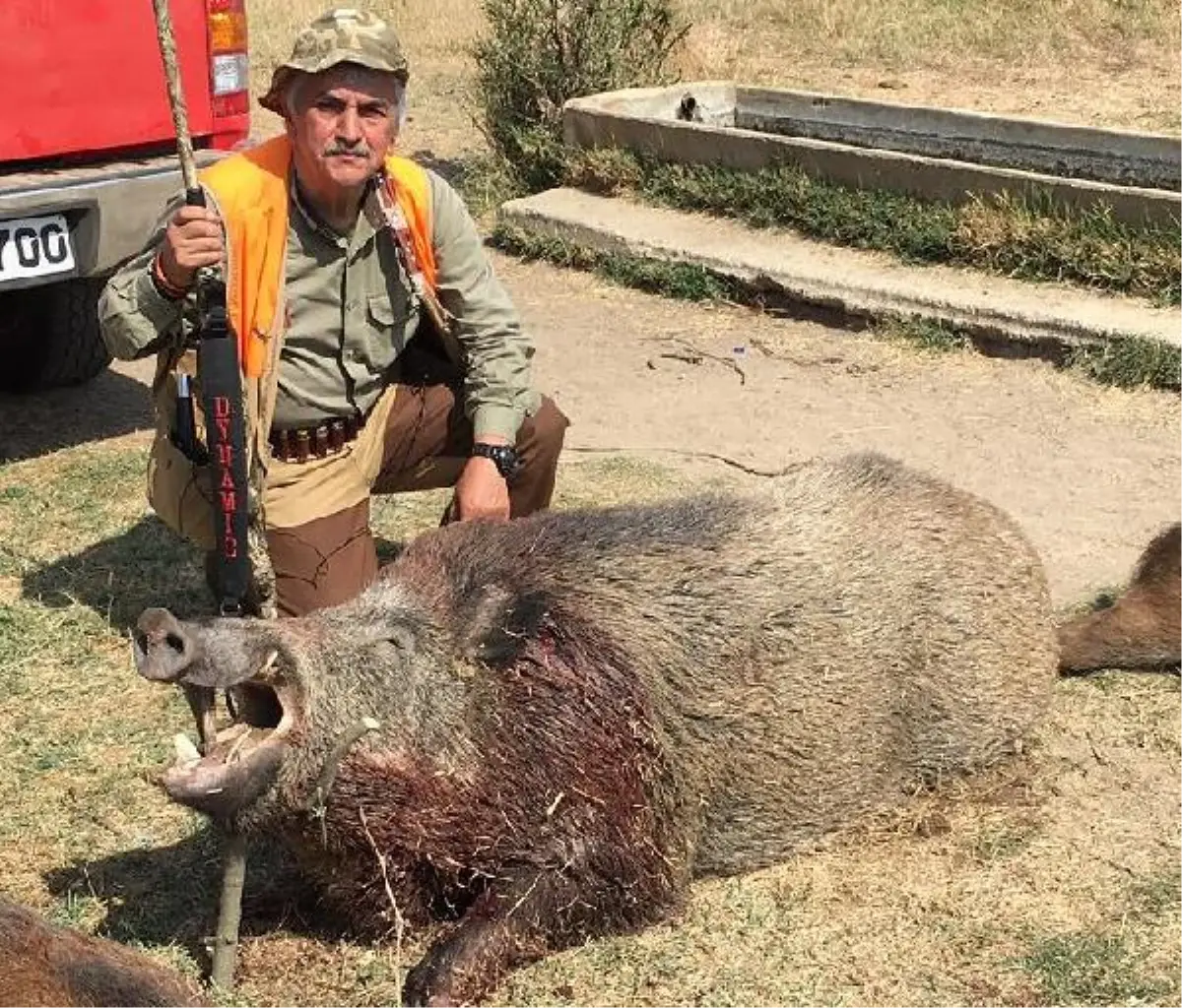 Tarlalara Zarar Veren 276 Kiloluk Yaban Domuzu Avlandı