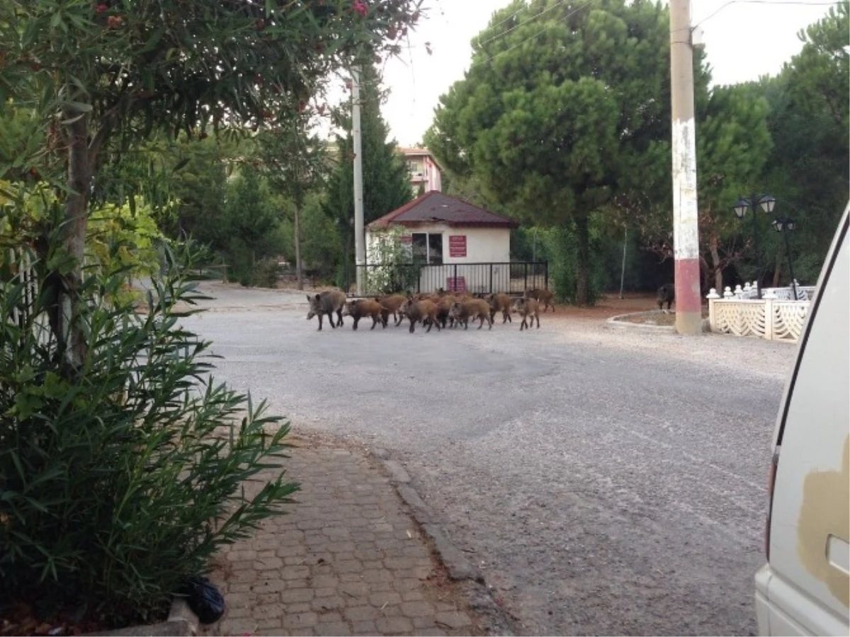 Aç Kalan Domuzlar Şehre İndi