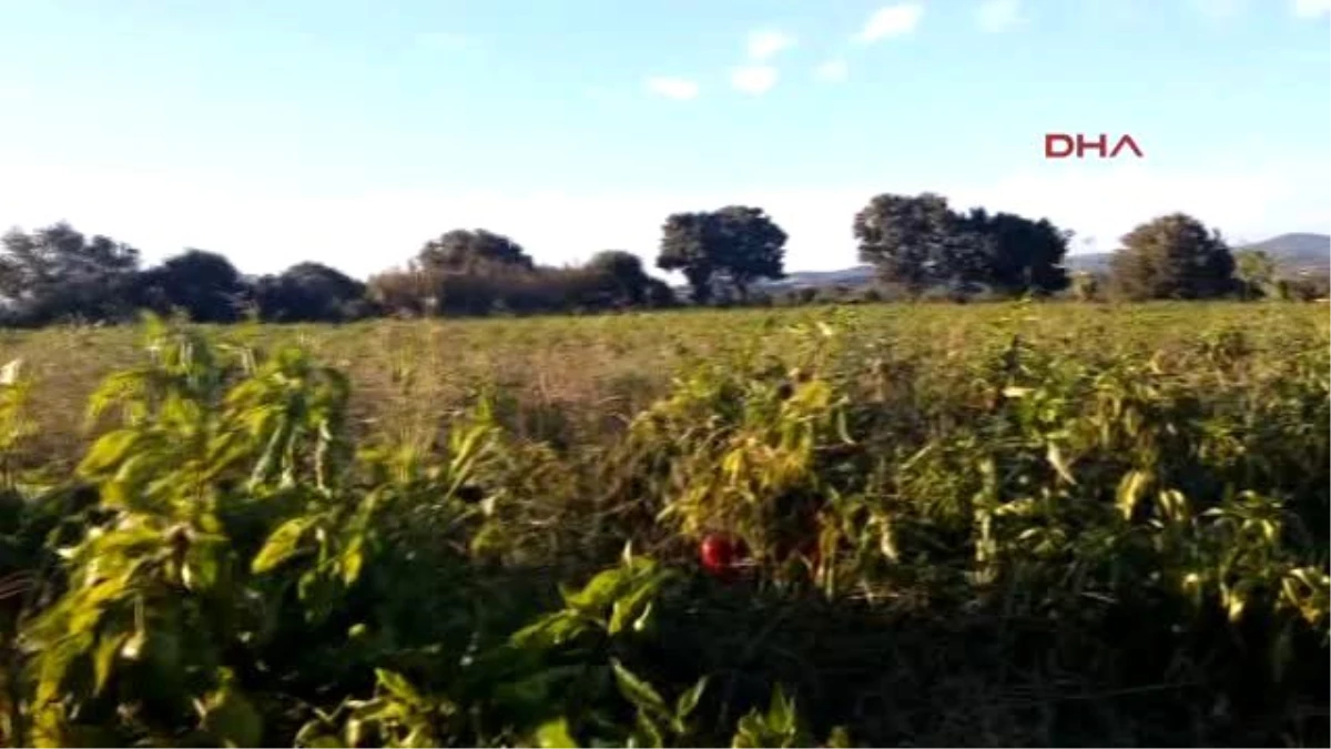 Çanakkale Yılan Görünce Konuşma Yetisini Yitirdi