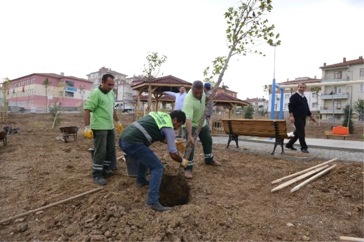 Çorum Belediyesi 13 Bin Ağacı Toprakla Buluşturdu