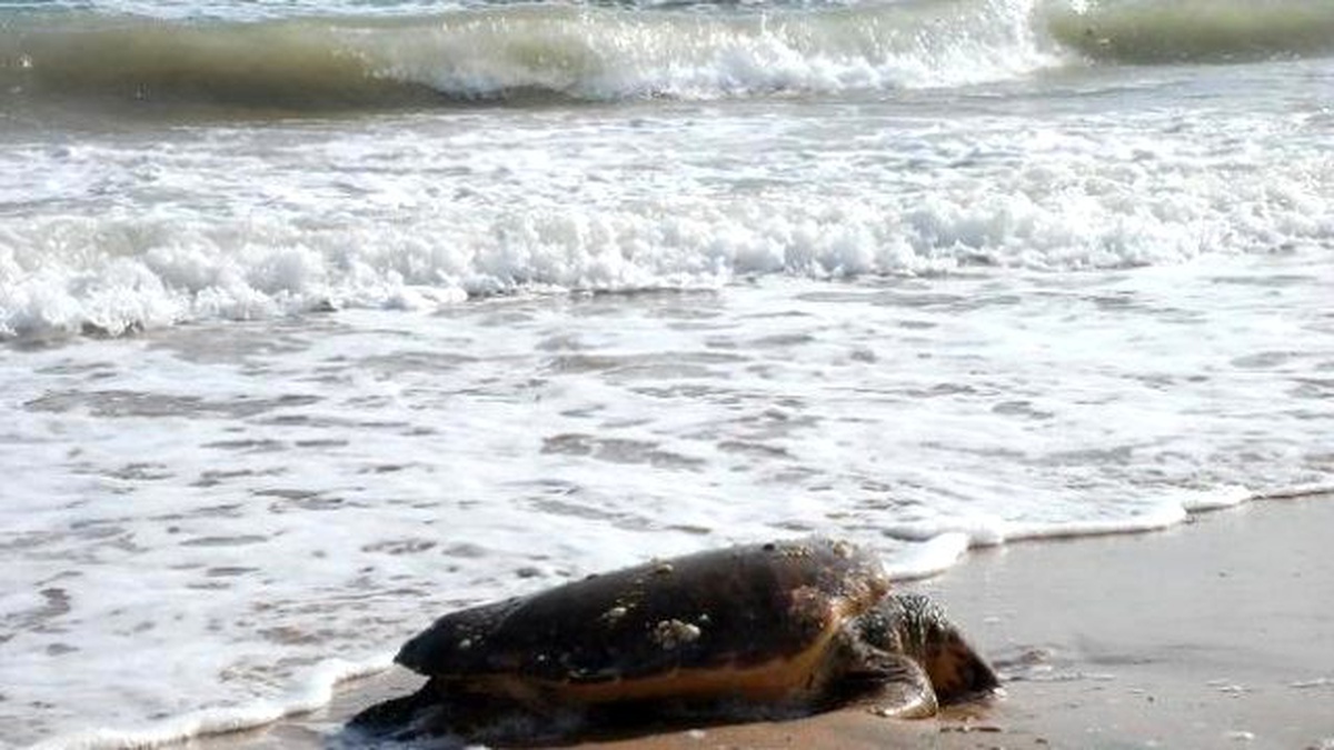 Didim\'de Sahile Vurmuş Caretta Caretta Bulundu
