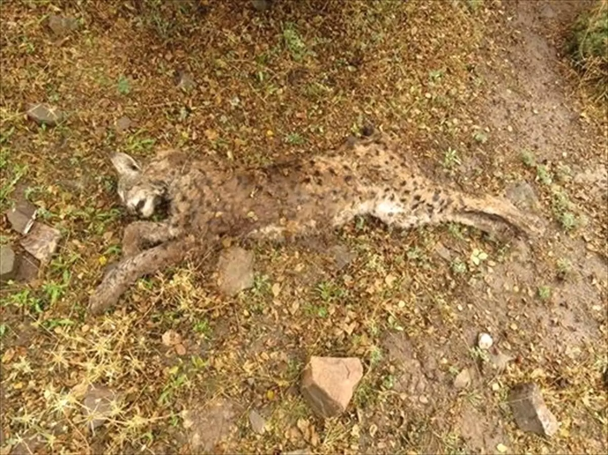 Erzincan\'da Tüfekle Öldürülmüş Vaşak Bulundu