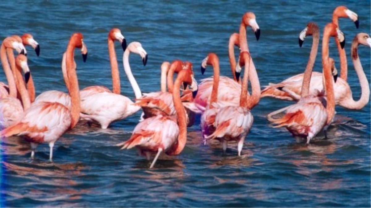 Genç Flamingolar "Büyük Göçe" Hazırlanıyor