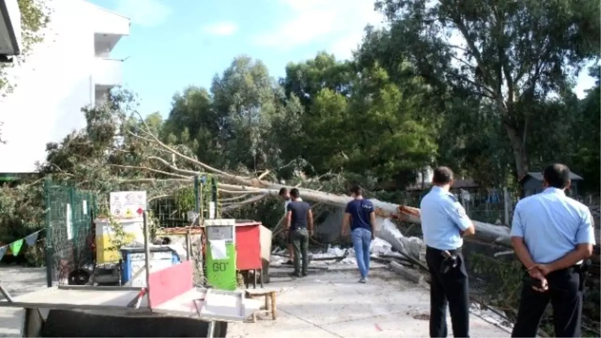 İş Makinesinin Köklediği Ağaç Benzin İstasyonuna Devrildi