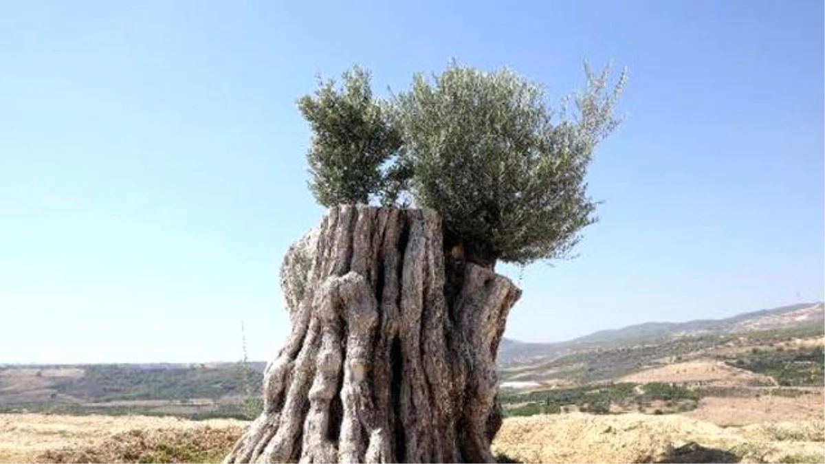 Kesildikten Sonra Yeniden Dikilen 800 Yıllık Zeytin Ağacı Meyve Verdi