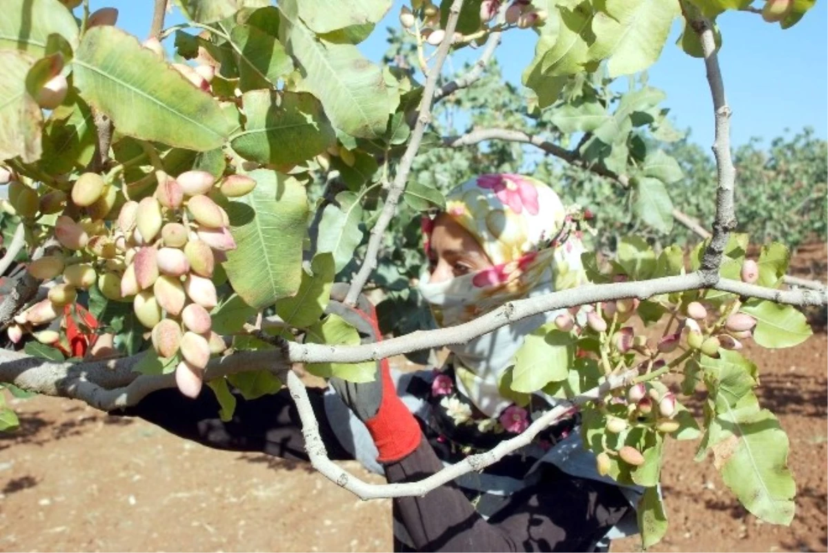 Siirt Fıstığında Rekolte Düştü