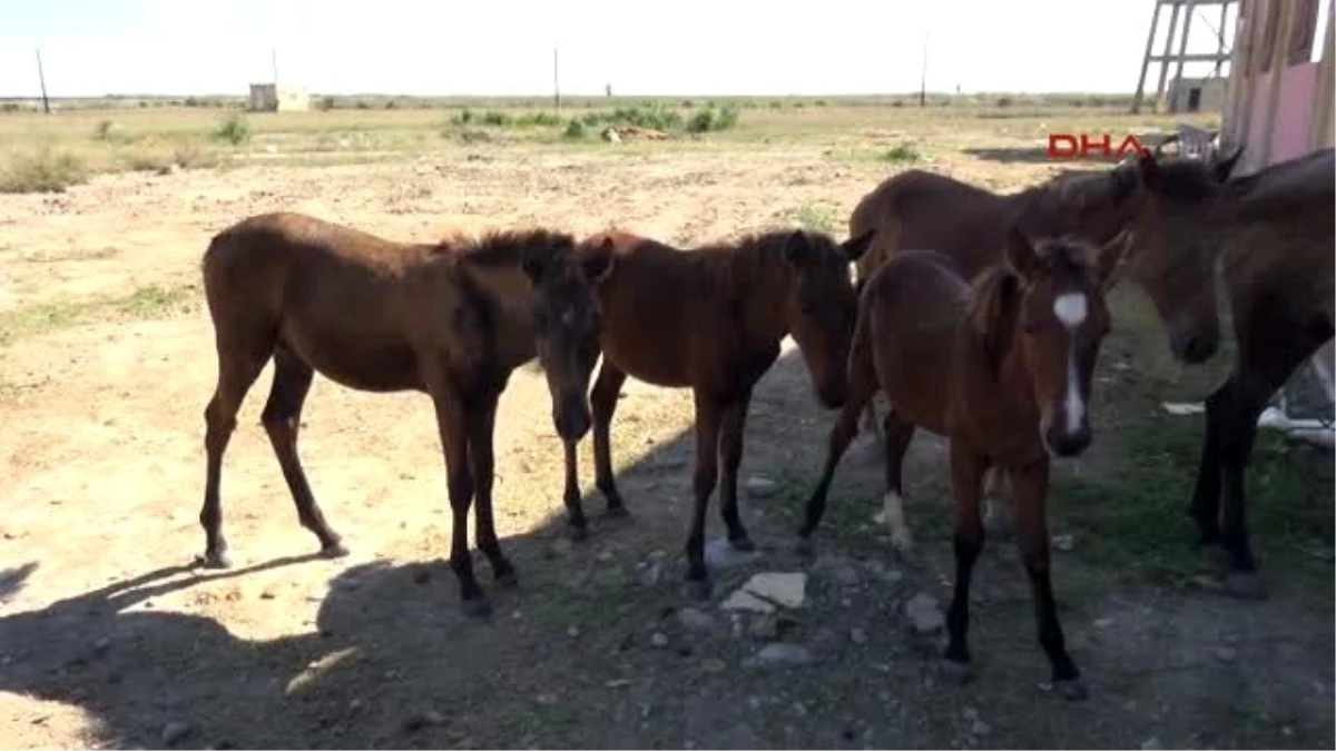 Adana Fetö\'nün Atları Engellileri Terapi Edecek