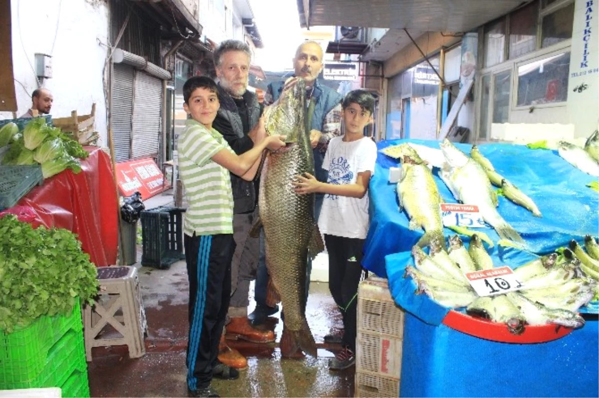 Elazığ\'da Dev Turna Balığı Yakalandı