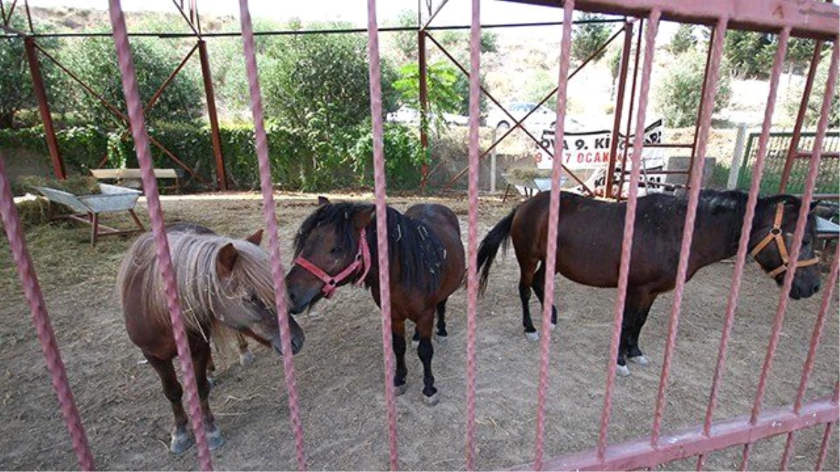 Fetö\'nün Kapatılan Okulundaki Atlar Engellilerin Hizmetinde