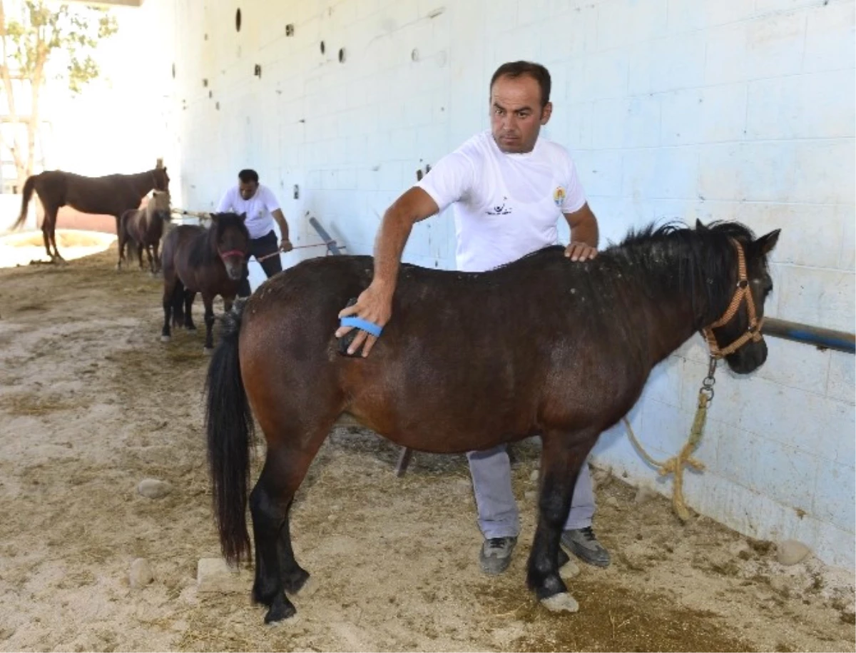 Fetö\'nün Kayyum Atanan Okulundaki Atlar, Şimdi Engellilere Terapide Kullanılıyor