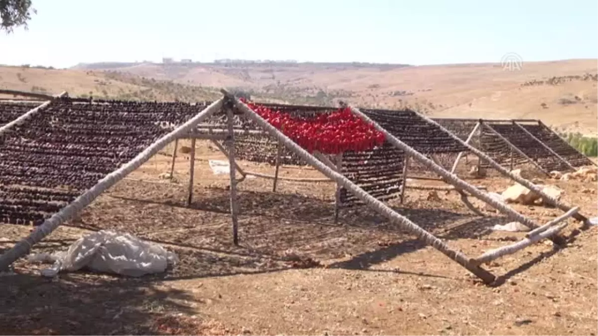 Gaziantep\'in Kurutulmuş Sebzeleri Dünya Mutfaklarında