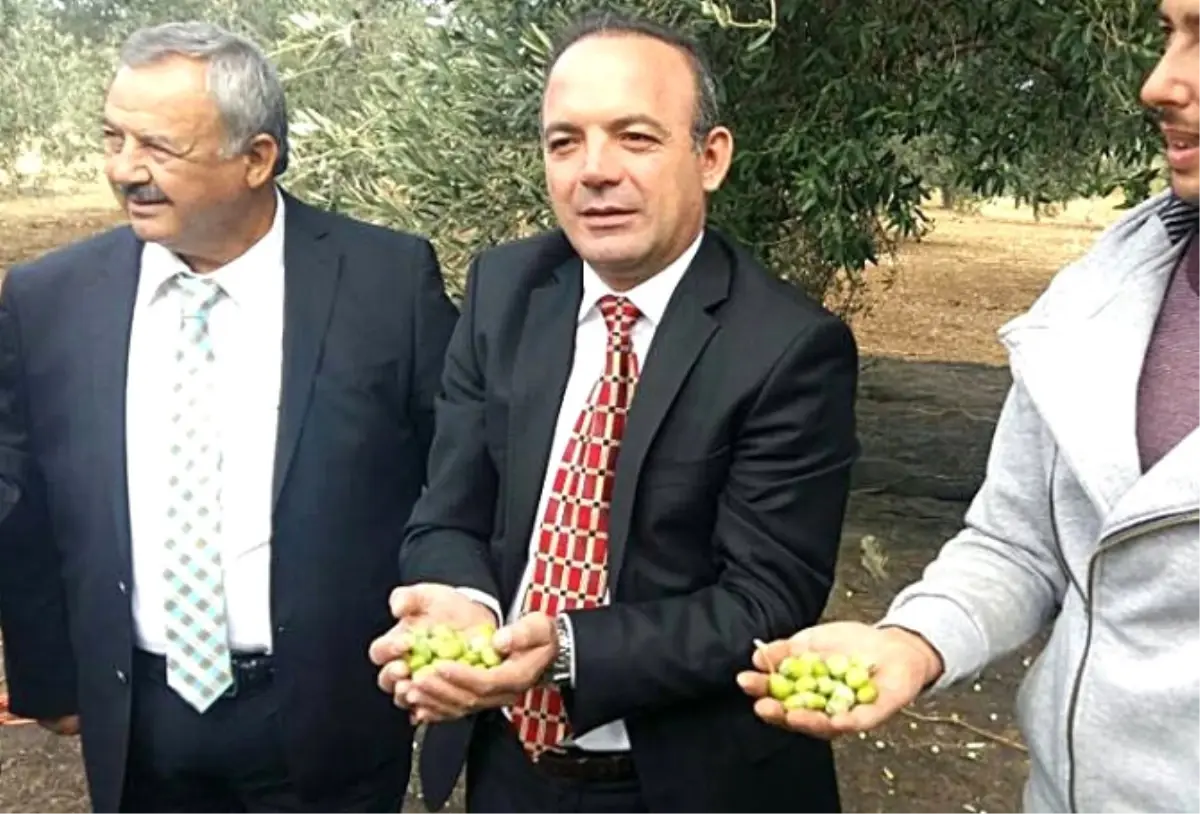 Burhaniye\'de Zeytin Hasadını Protokol Başlattı