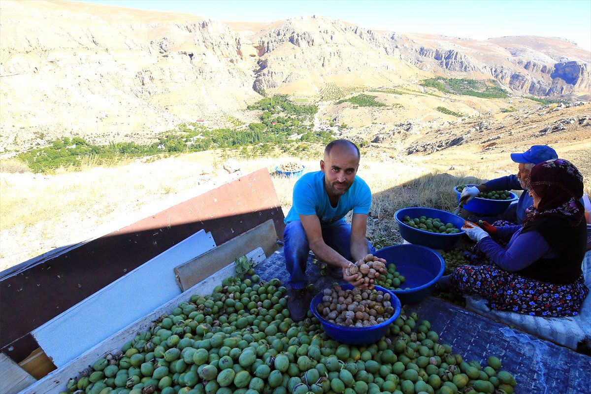 Darendeli Çiftçi Badem ve Ceviz Hasadına Başladı