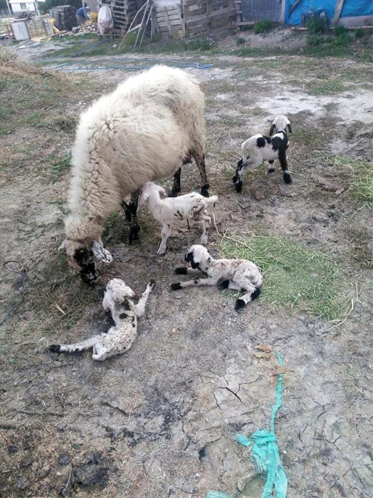 Konya\'da Bir Koyun Beşiz Doğurdu