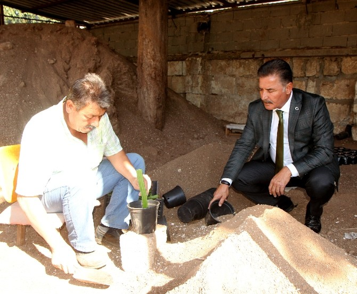 Toroslar\'da Ejder Meyvesi Yetiştiriliyor