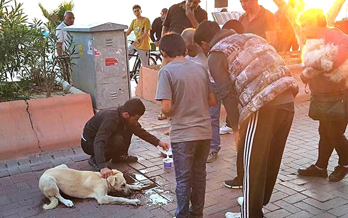 Zehirlenen Köpeğin Hayatını Böyle Kurtardı