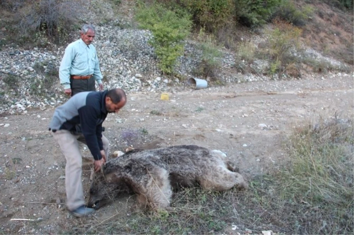 Boz Ayı Derede Ölü Bulundu