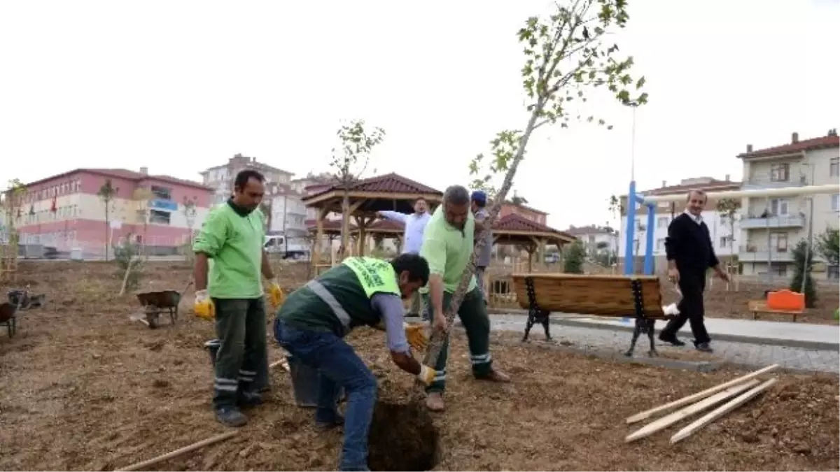 Çorum\'daki Park ve Bahçelere 13 Bin Yetişmiş Ağaç Dikildi