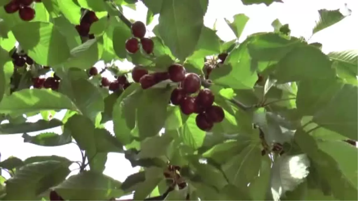 Dalbastı Kirazı, Üreticisini Sevindirdi - Malatya