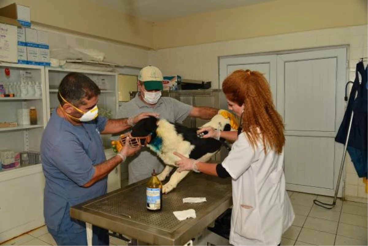 Diyarbakır Bakımevi\'nde 921 Hayvan Ameliyat Edildi
