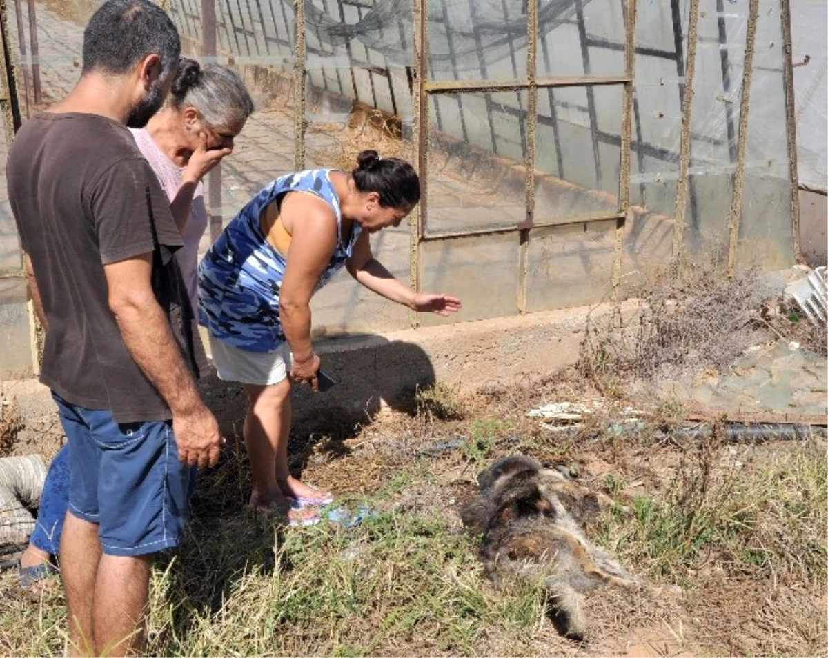 Kaldırılmayan Hayvan Leşleri Mahallelinin Tepkisini Çekti