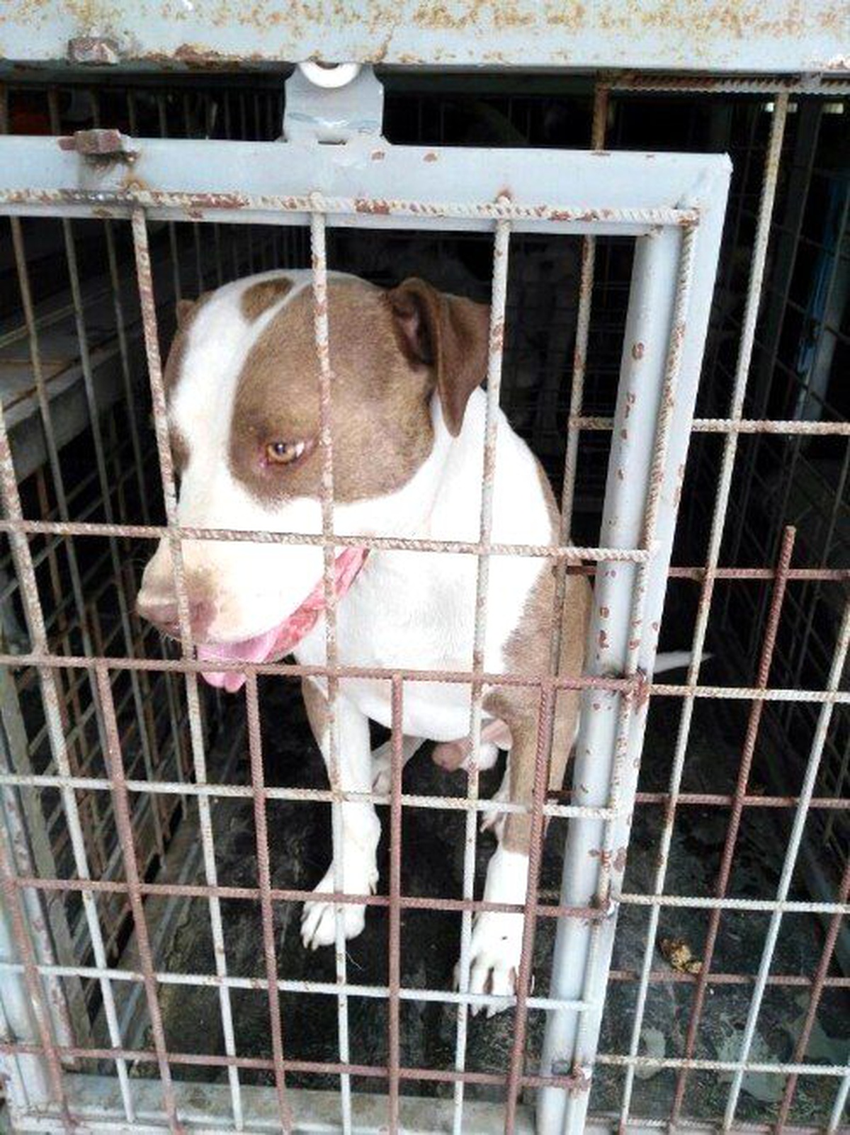 Tehlikeli Köpek Besleyene 16 Bin Lira Ceza