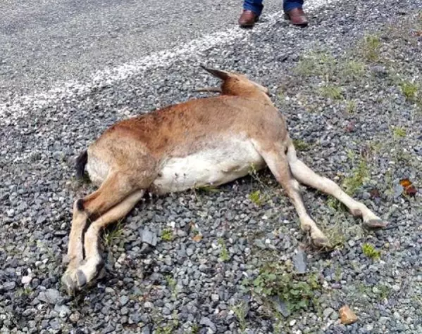 Çoruh Nehri'ne Su İçmeye İnen Yaban Keçisini Vurdular ...